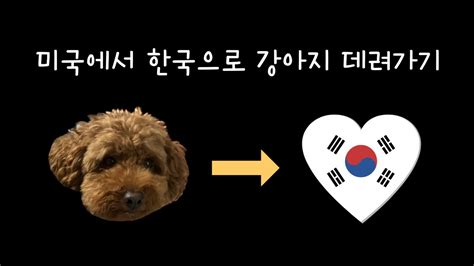 미국에서 한국으로 강아지 데려가기